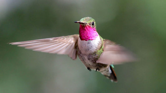 Hummingbirds - The start of our animal collection