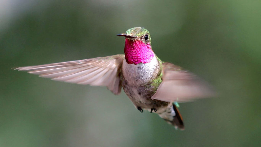Hummingbirds - The start of our animal collection
